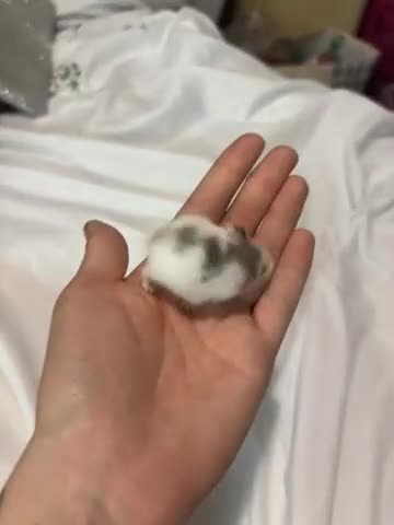 Hamster rodents for sale: 4 roborovski hamsters - Video 1