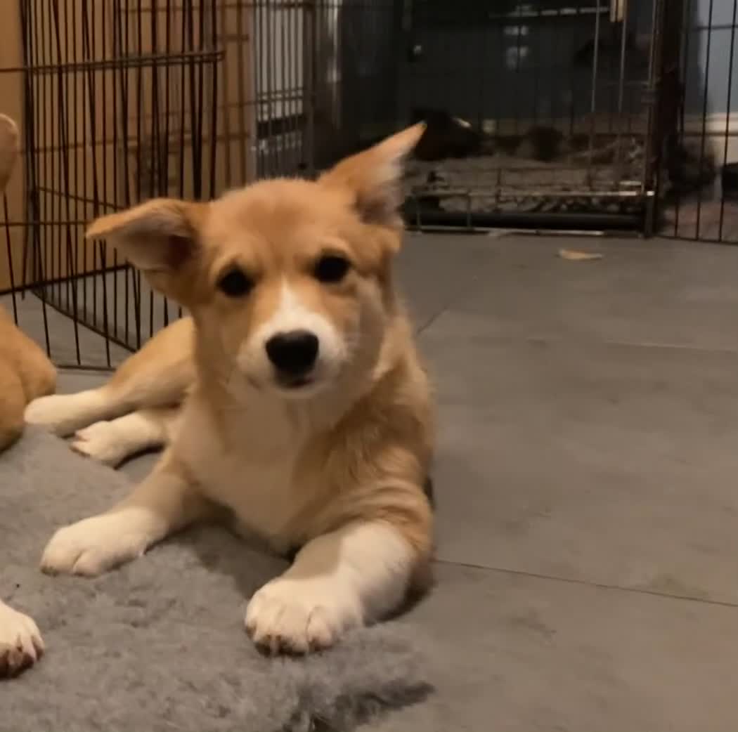 Mixed Breed dogs for sale: Corgi cross puppy - Video 1