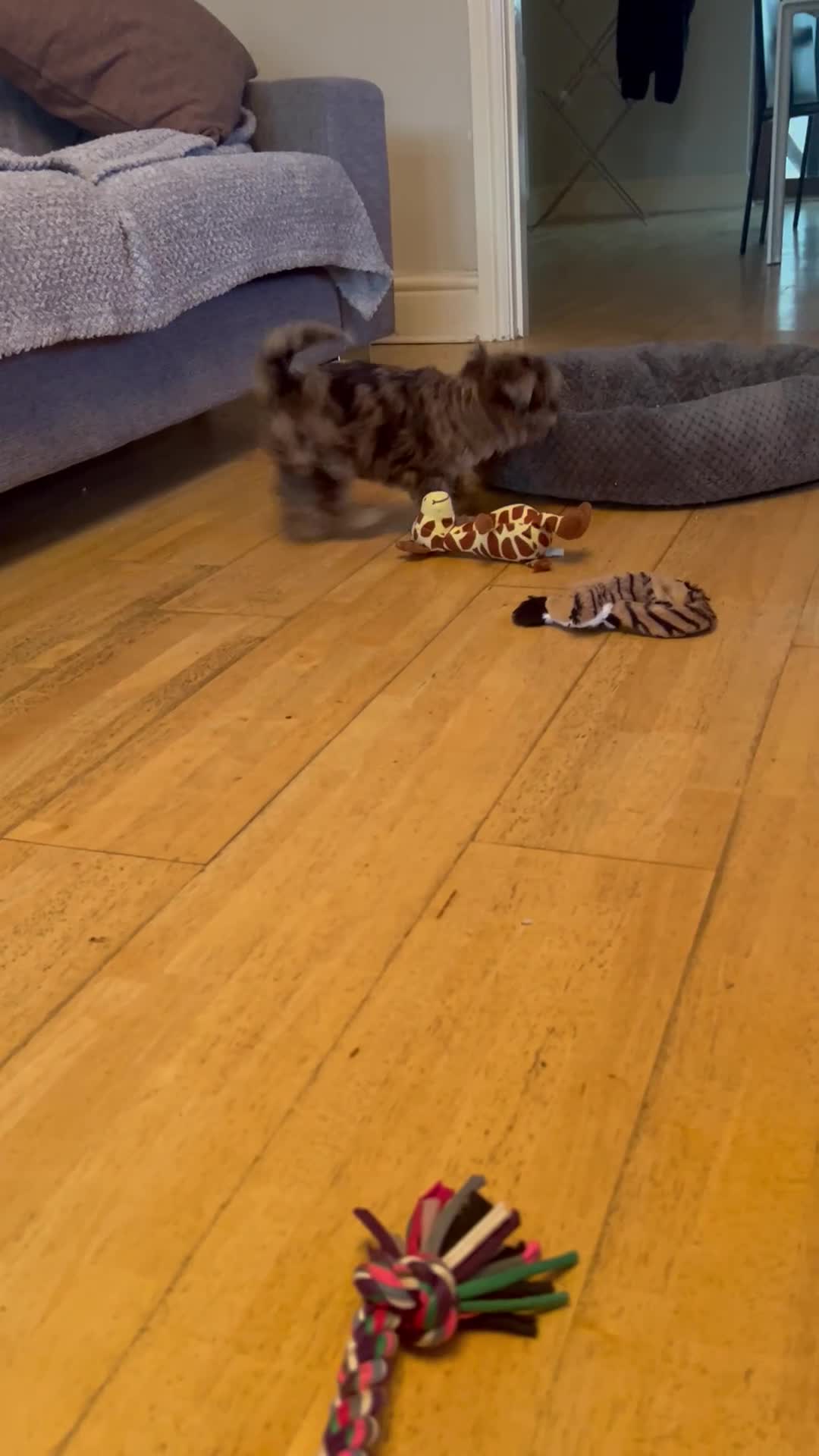 Biewer Terrier dogs for sale: Choco,black & ocean pearl Biewer Terrier - Video 5