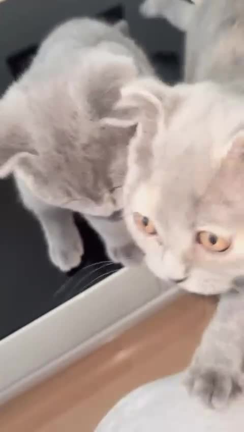 Scottish Fold cats for sale: Beautiful Scottish kittens ready for a new home.  - Video 5