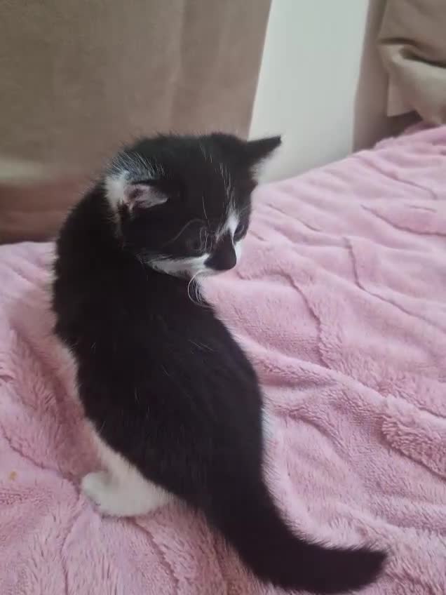 Mixed Breed cats for sale: 🐾 Adorable Kittens Looking for Loving Homes 💕 - Video 3