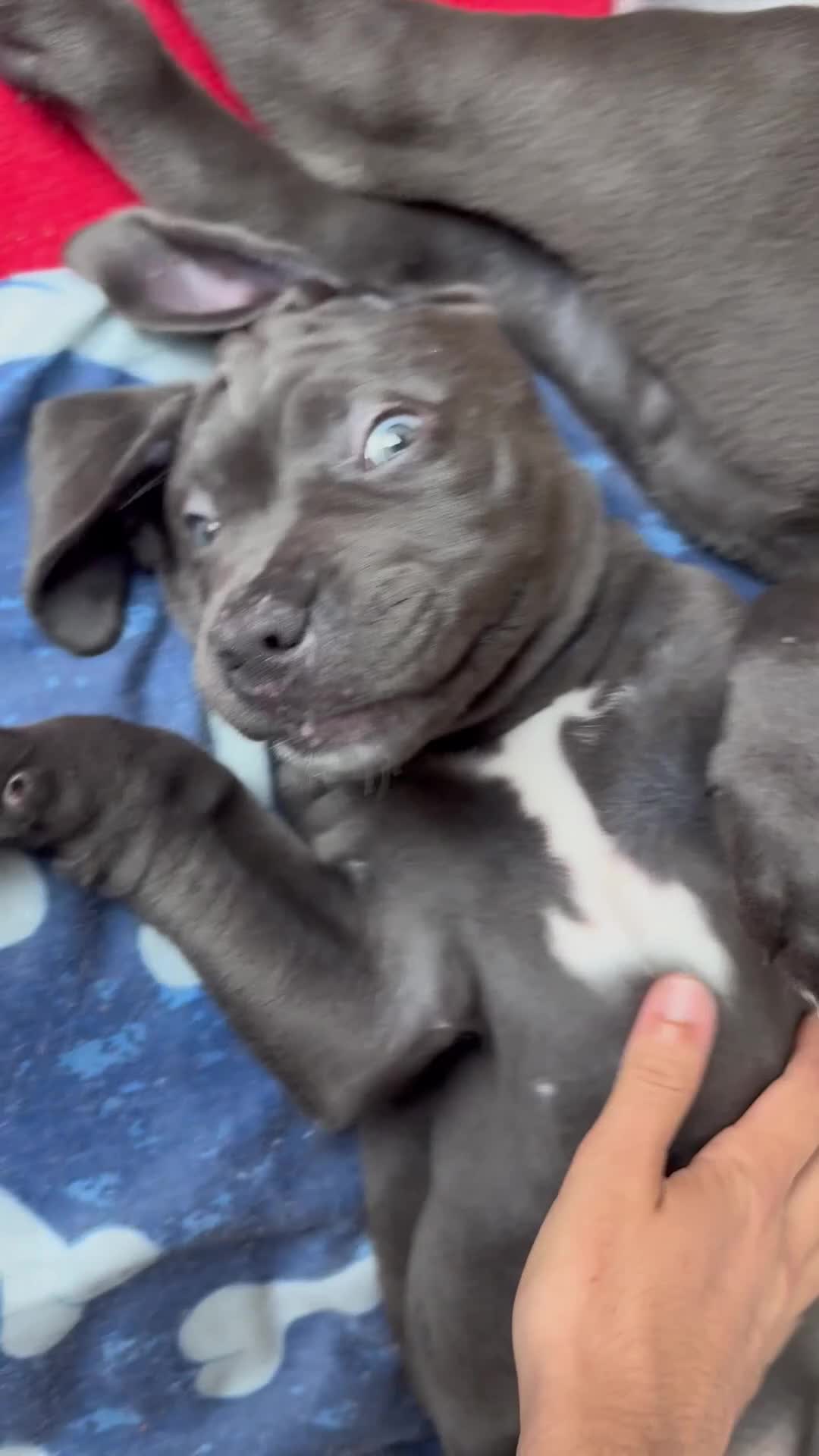 Cane Corso dogs for sale: Cane corso puppies  - Video 1