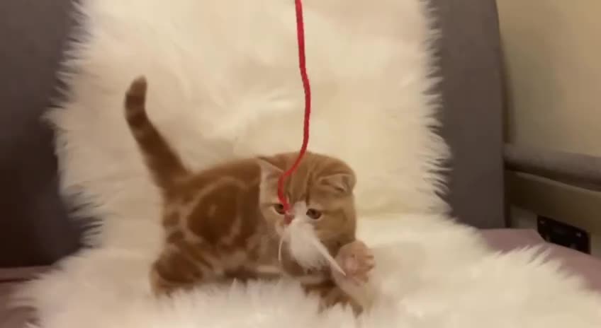 British Shorthair cats for sale: Ginger Red Pedigree girl - Video 1