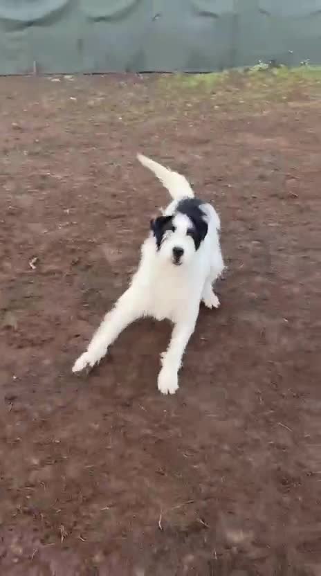 Mixed Breed dogs for adoption: 🐾💛STELLA – The Brave Mum Who Defied Her Fate💛🐾 in Doncaster - Video 2