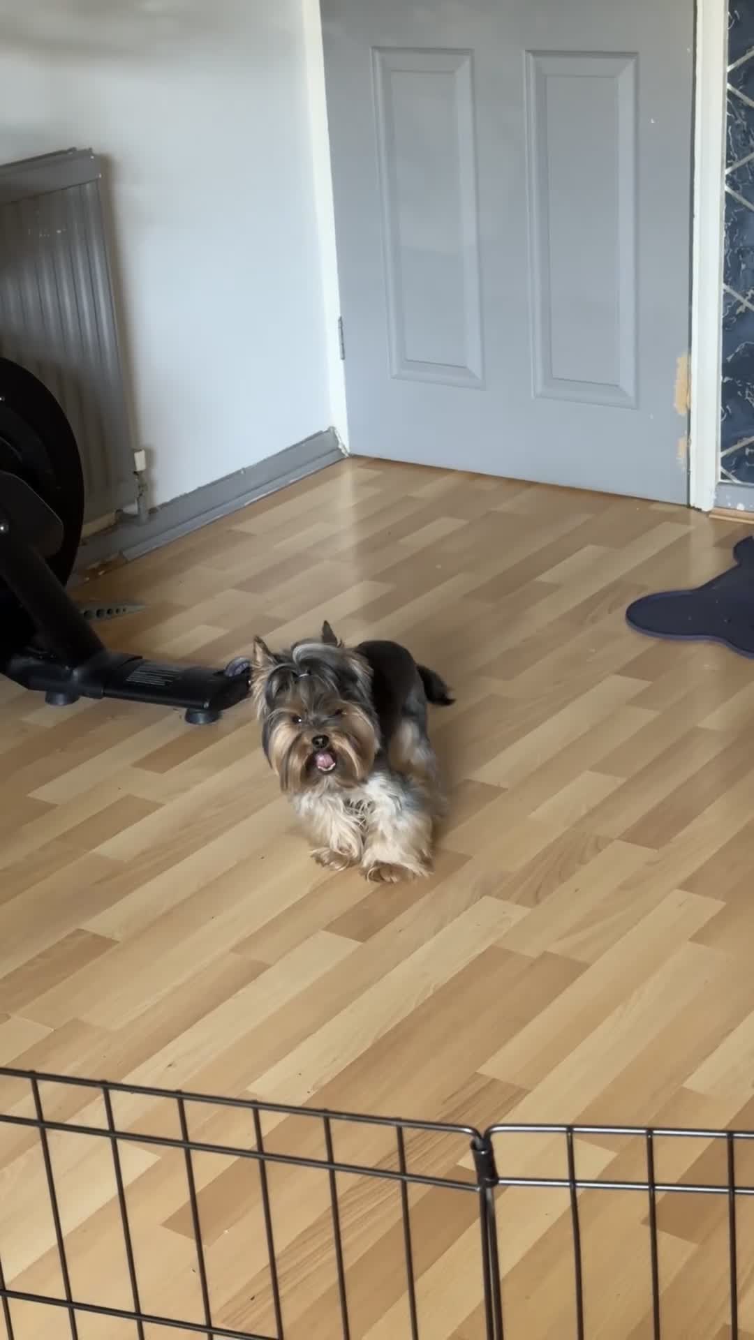 Yorkshire Terrier dogs for stud: Rocky - Video 1