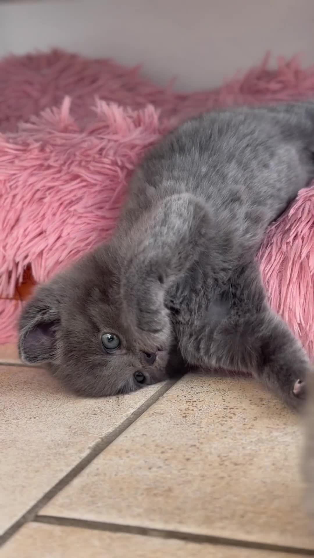 Mixed Breed cats for sale:     Beautiful British Shorthair kittens for Sale - Video 1