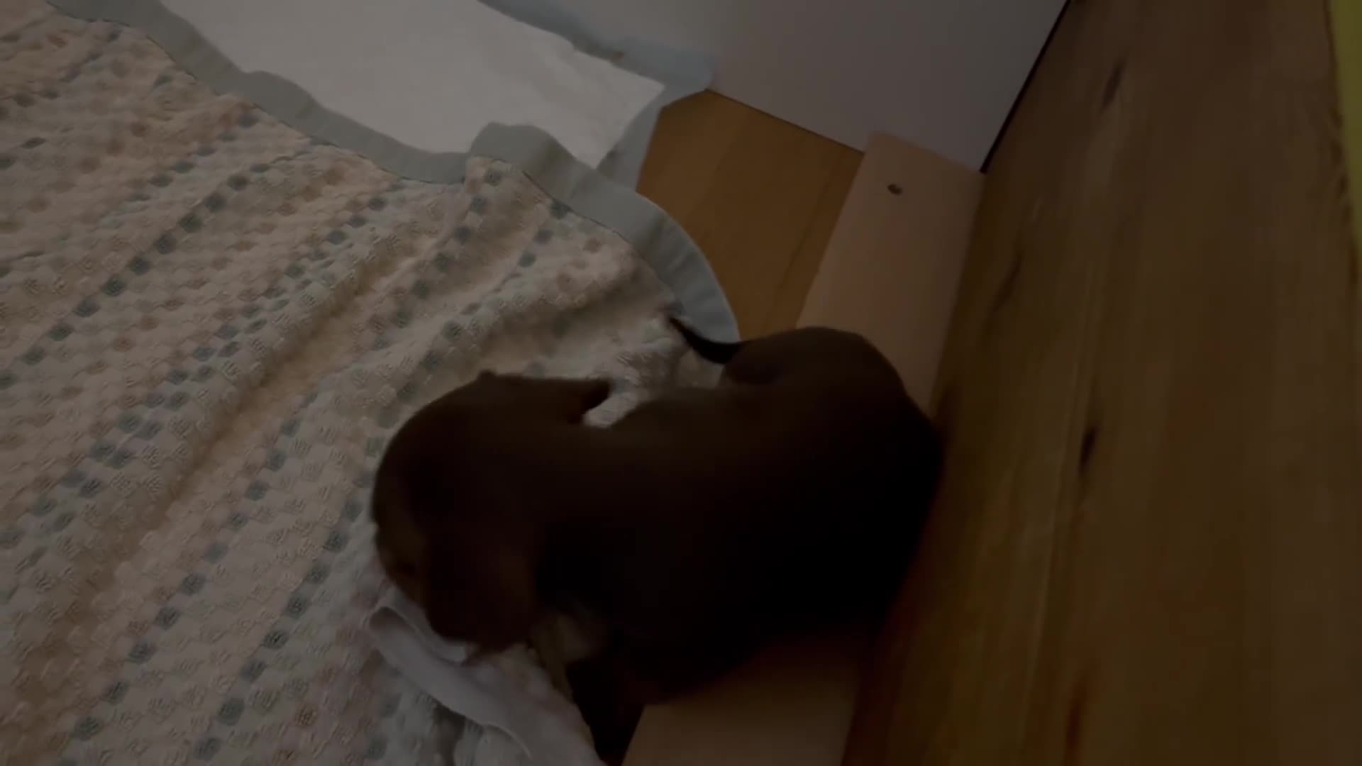 Miniature Dachshund dogs for sale: KC Registered Miniature Dachshund Puppies For Sale - Video 2