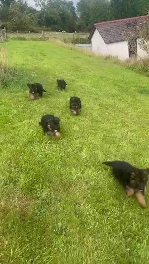 German Shepherd dogs for sale: Beautiful chunky long haired black, tan & red pups - Video 1