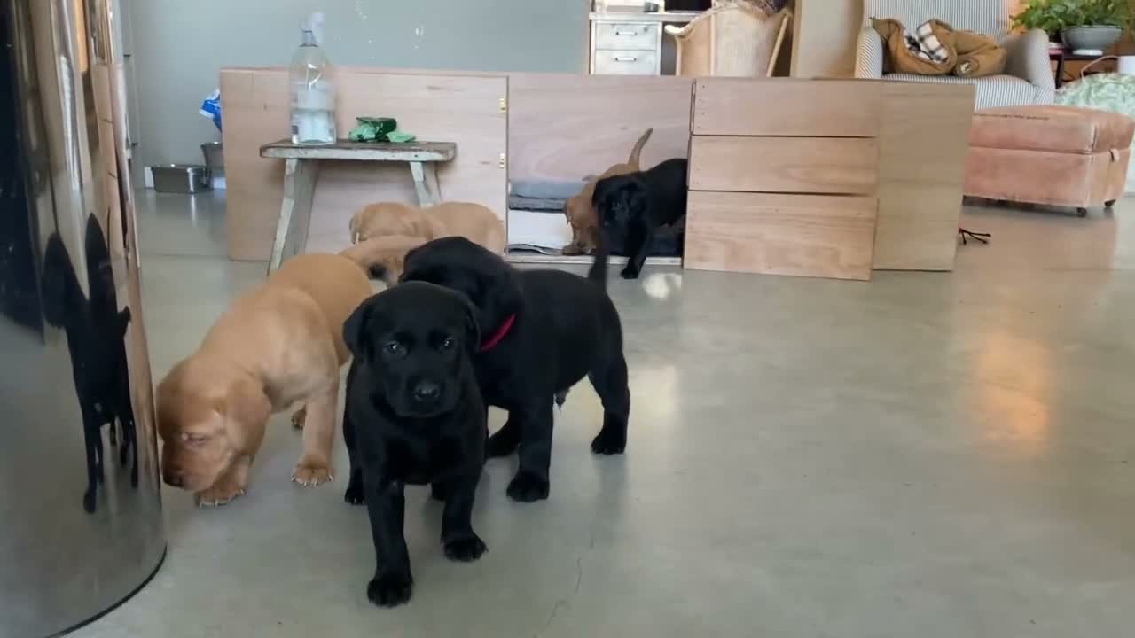 Labrador Retriever dogs for sale: KC Reg Fox Red and Black Labrador Puppies - Video 1