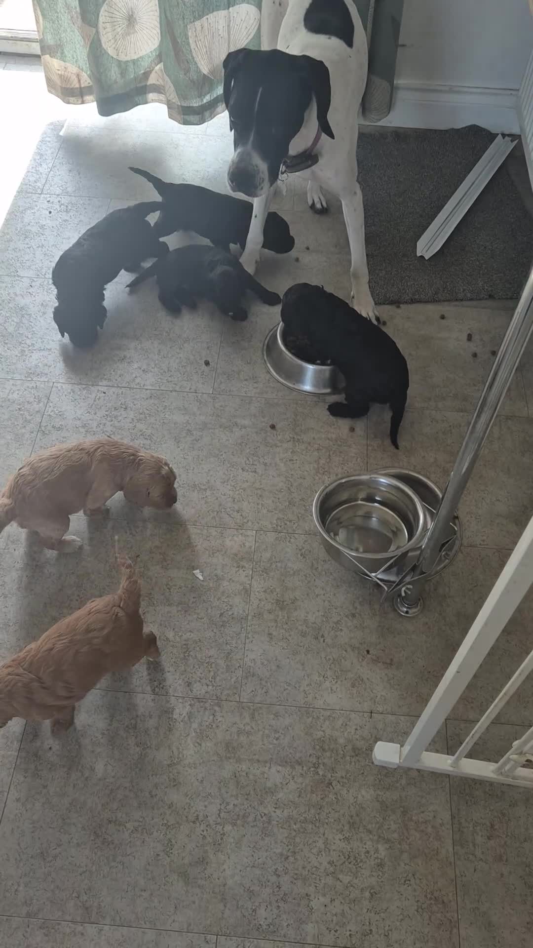 Cockapoo dogs for sale: Goergeous Cockapoo puppie - Video 1