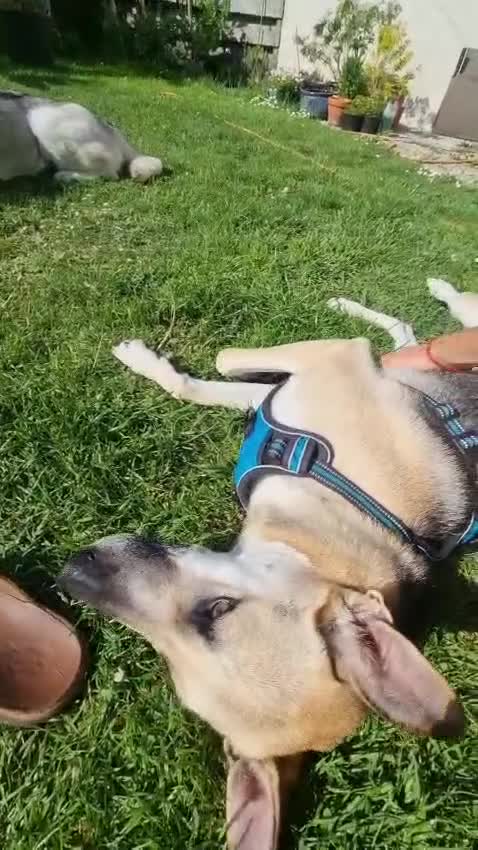 Mixed Breed dogs for adoption: JACK - FOR ADOPTION IN CORNWALL OR DEVON - Video 5