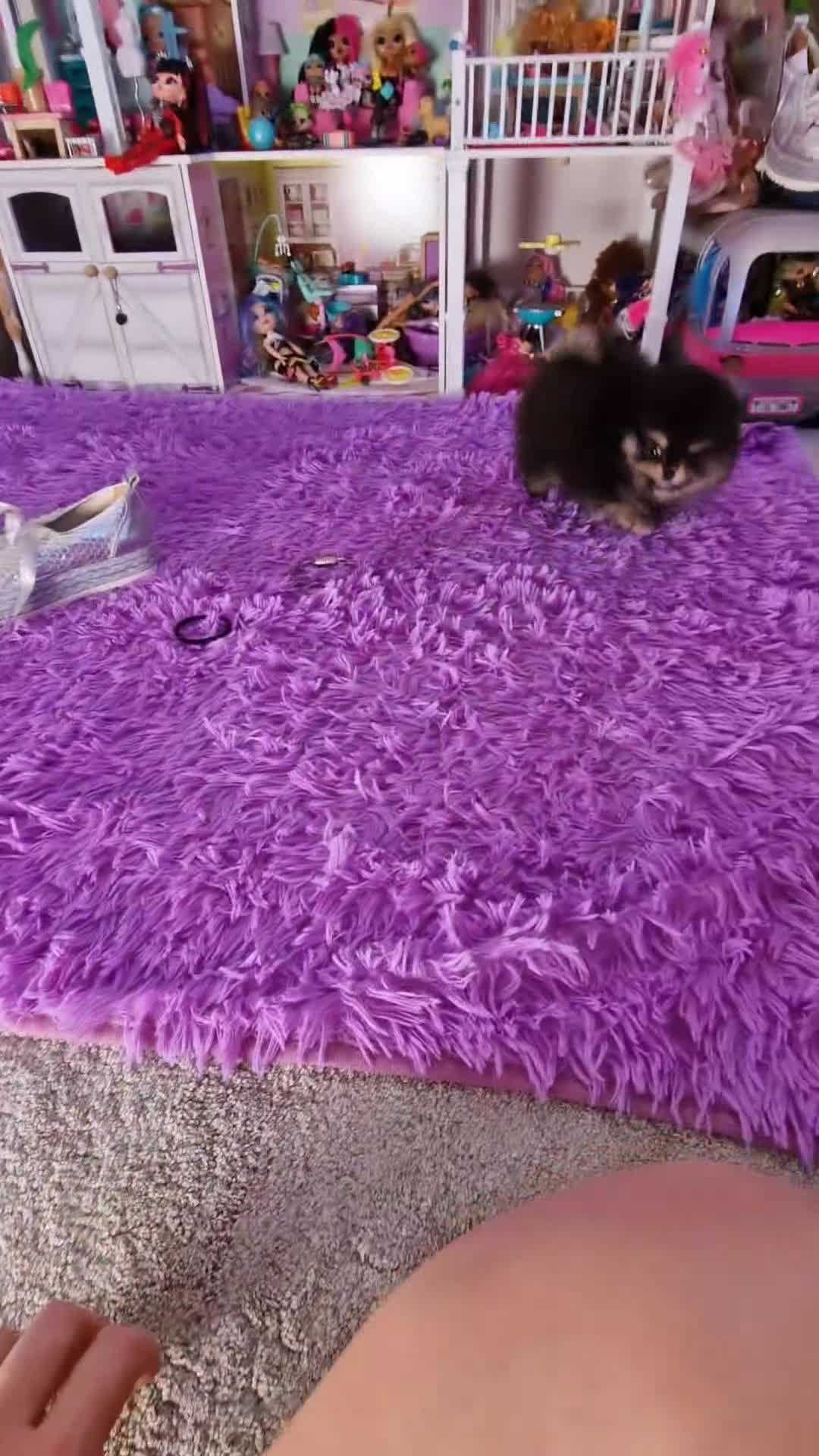 Pomeranian dogs for sale: Super tiny 2 Girls & a boy 💙💓 - Video 2