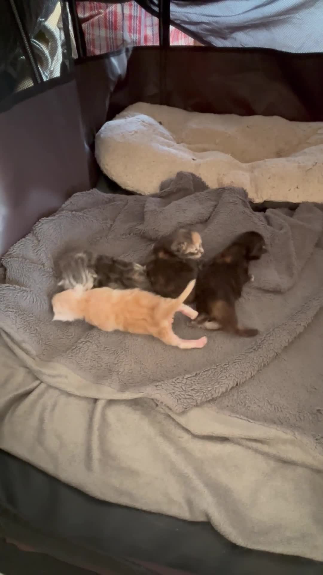 Maine Coon cats for sale: Maine Coon Kittens  - Video 1