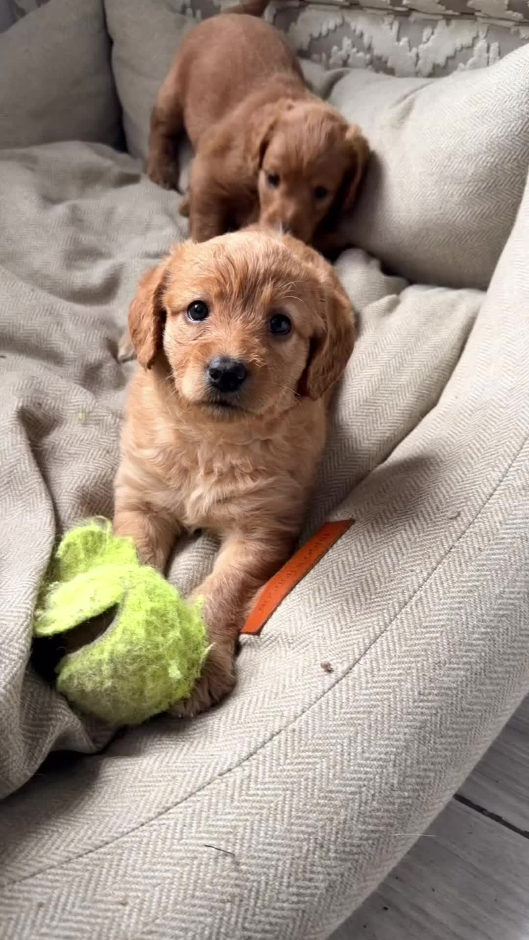 Labradoodle dogs for sale: Labradoodles  - Video 3