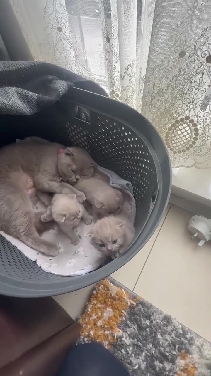 Scottish Fold cats for sale: Lilac british short hair/scottish fold kittens - Video 1