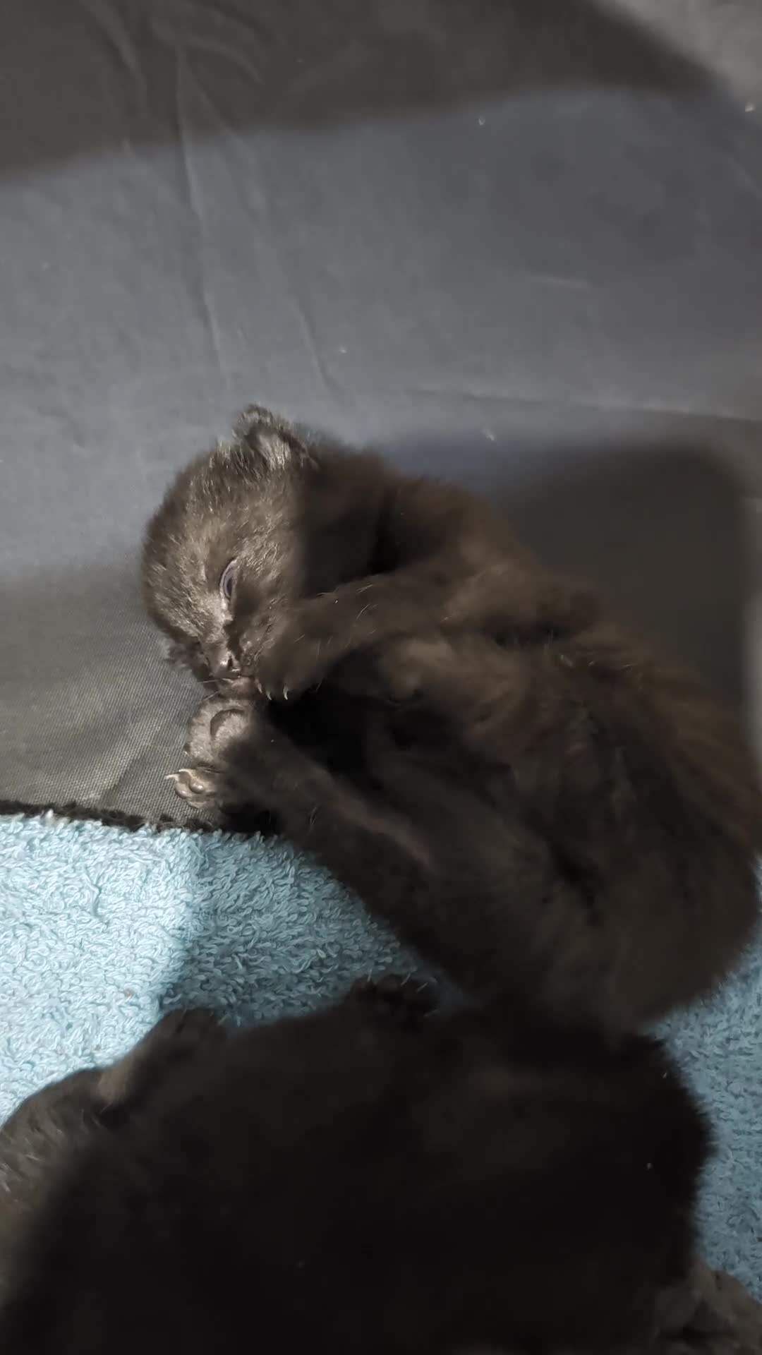 Mixed Breed cats for sale: 4 beautiful fluffy babies - Video 1