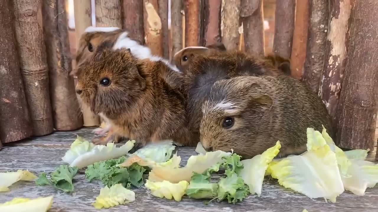 Guinea Pig rodents for sale: Abyssinian/ long-haired babies - Video 1