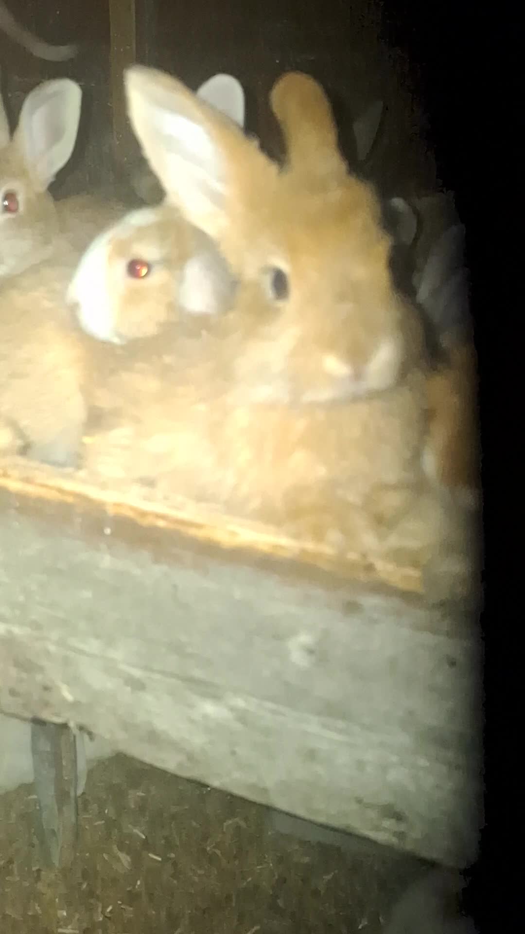 Mixed Breed rabbits for sale: Rabbit  - Video 3