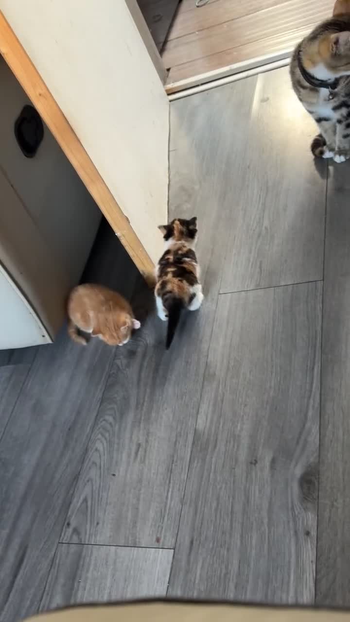 Bengal cats for sale: Beautifull kittens for sale - Video 2