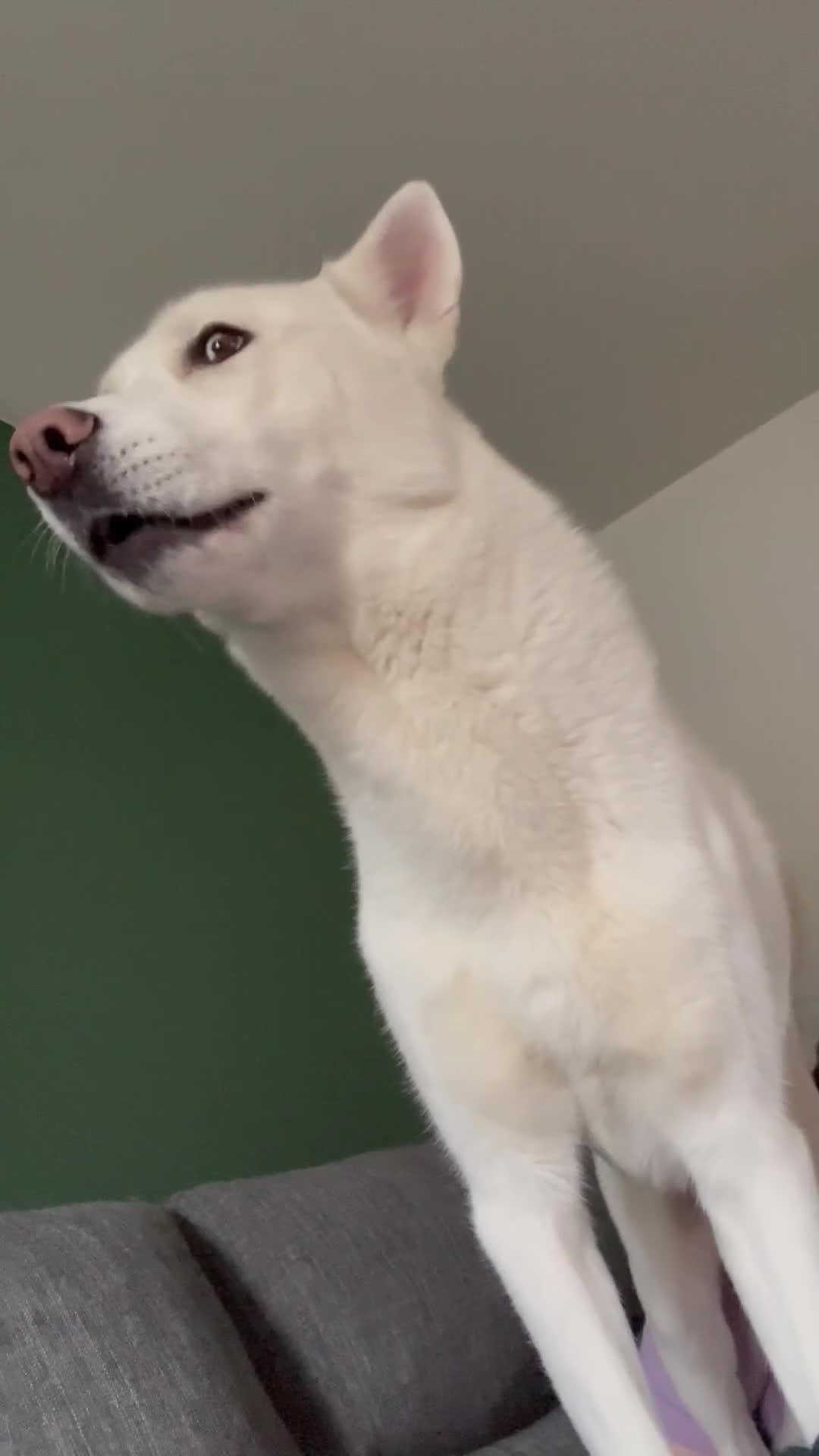 Siberian Husky dogs for stud: Siberian husky - Video 1