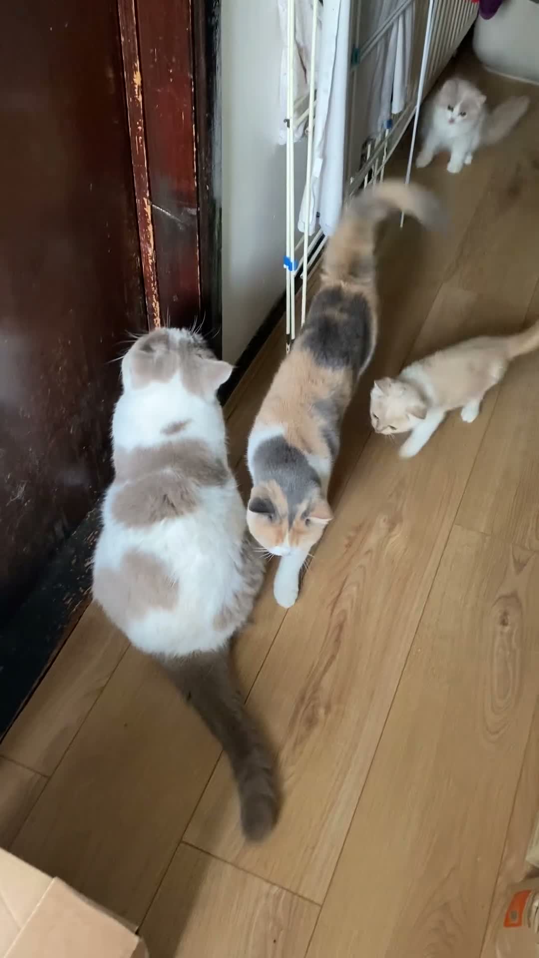 British Shorthair cats for sale: Last Remaining GCCF BSH Kitten – Ready Now! - Video 1