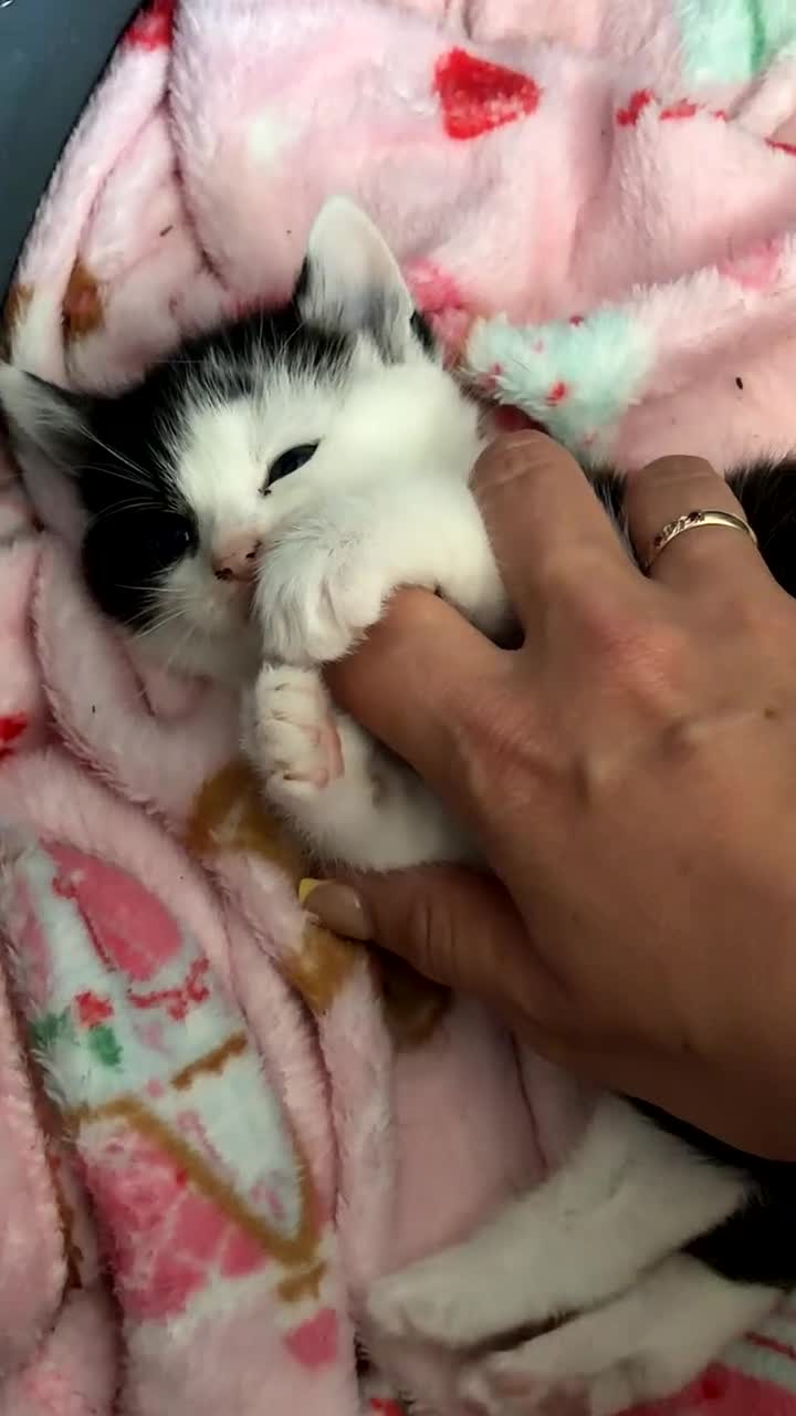 Mixed Breed cats for sale: Adorable kittens  - Video 1