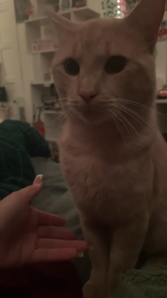 Mixed Breed cats for sale: Simba - Video 3