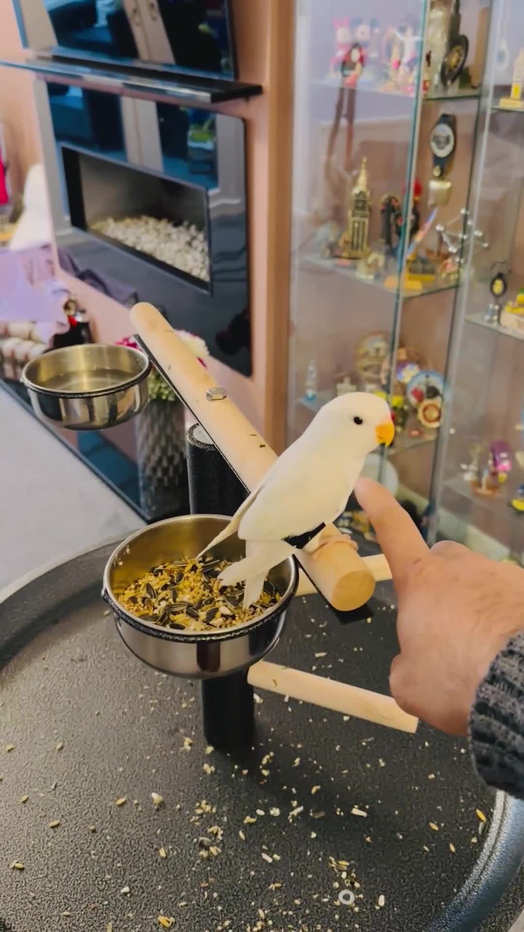 Lovebirds birds for sale: Hand-Reared, Tamed 8-Week-Old Peach-Faced Lovebird - Video 1