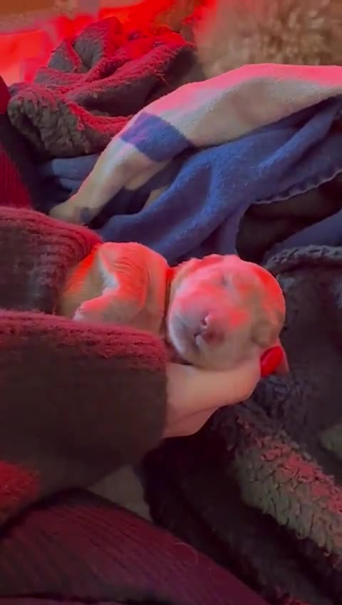 Mixed Breed dogs for sale: Stunning Irish Cockapoodledo's........ - Video 1