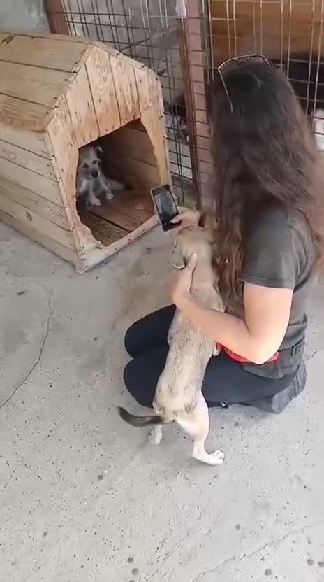 Mixed Breed dogs for adoption: Charlotte approx 6 yr old. Available for adoption. - Video 4