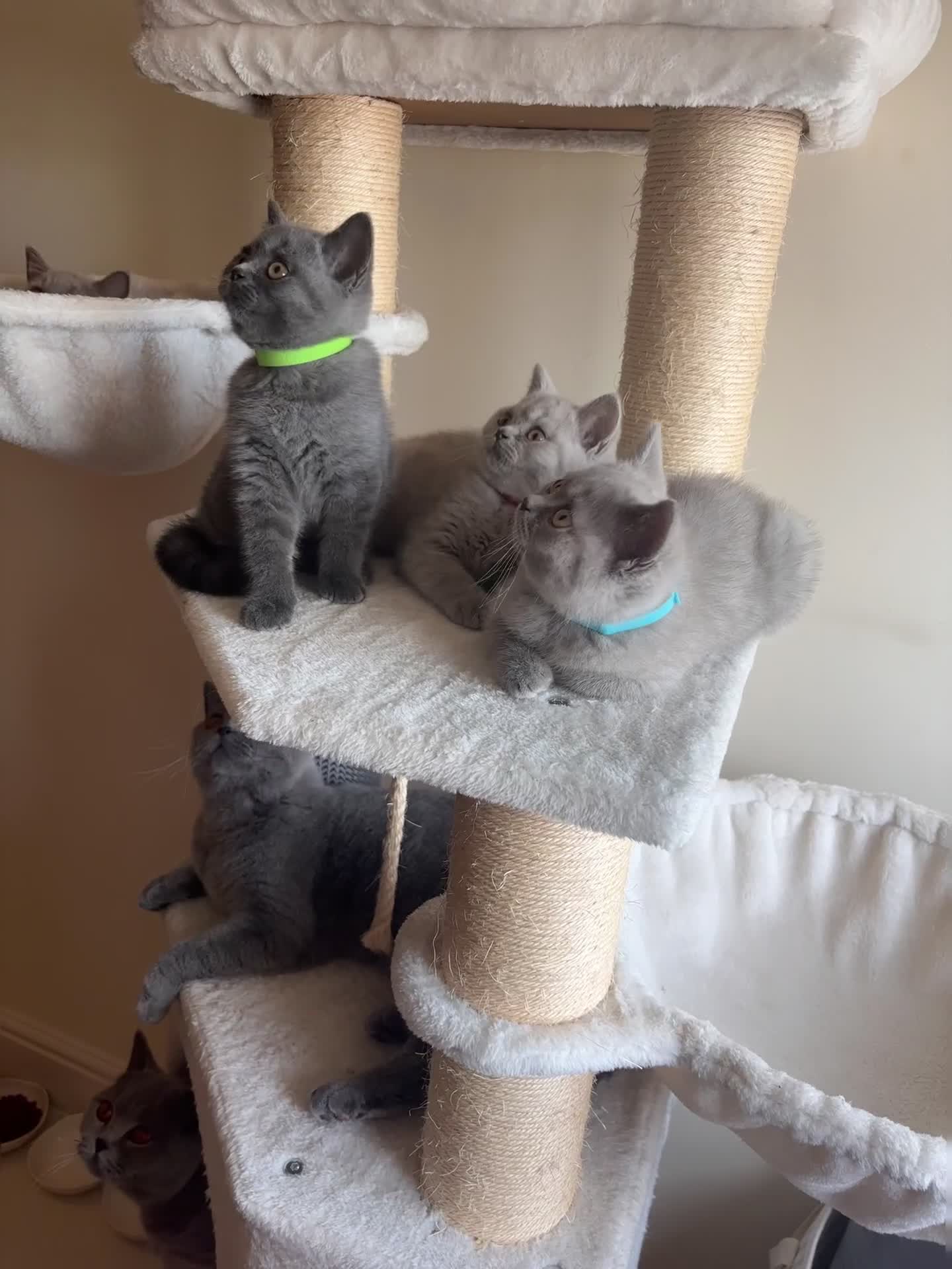 British Shorthair cats for sale: LILAC & BLUE MALE BRITISH SHORTHAIRS - Video 1