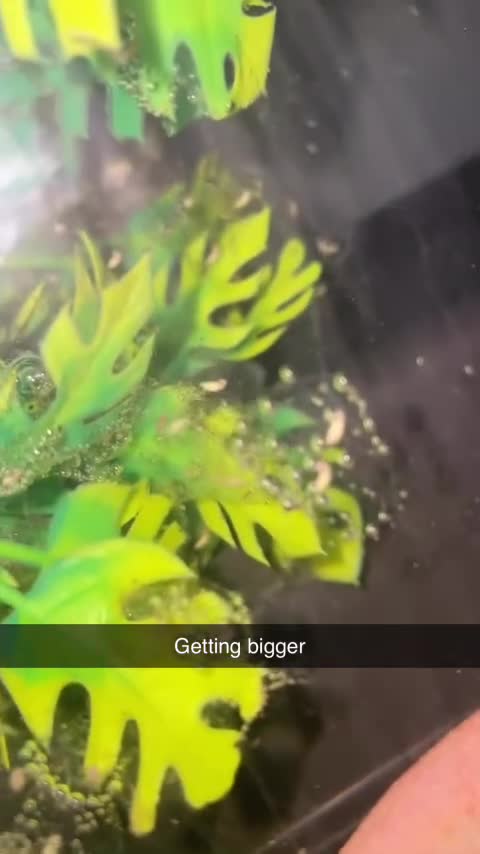 Other/Mixed Breed fish for sale: Baby Spanish ribbed newts - Video 1