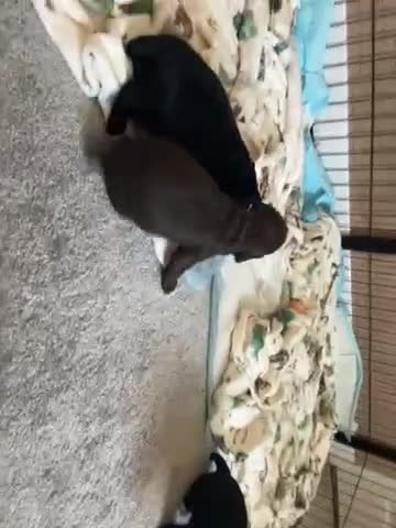 Cocker Spaniel dogs for sale: Kc working cocker spaniel puppies - Video 5