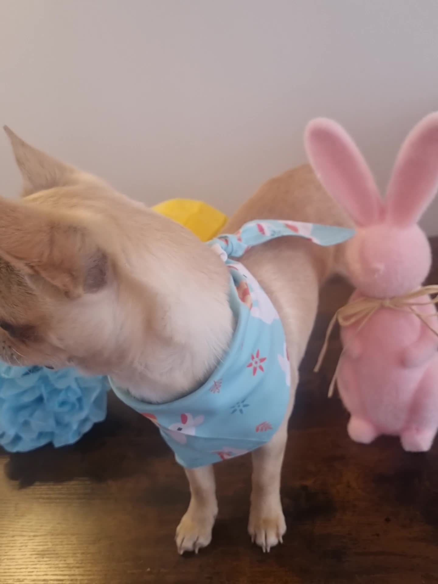 Chihuahua dogs for stud: Gorgeous Male Kc Registered cream chihuahua - Video 1