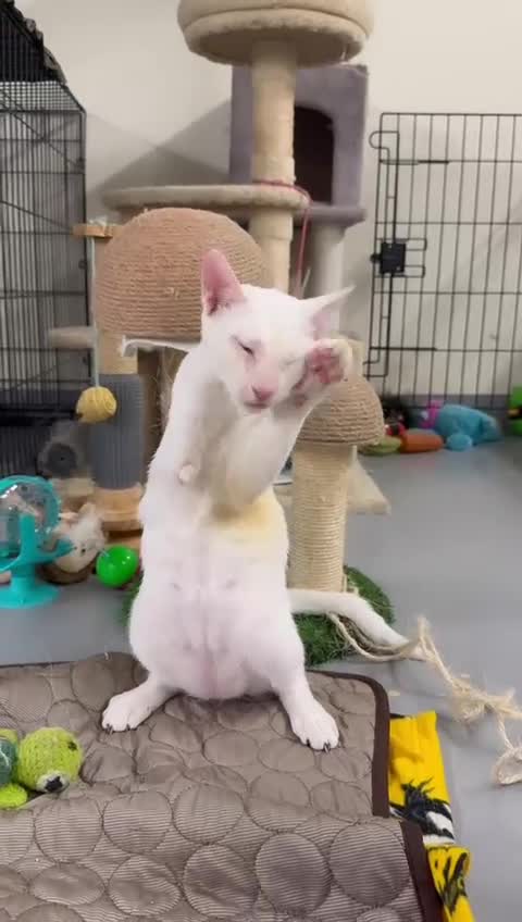 Mixed Breed cats for adoption: PIKA-PARKER SHORT HAIRBREED THAT LOOSE LITTLE HAIR - Video 2