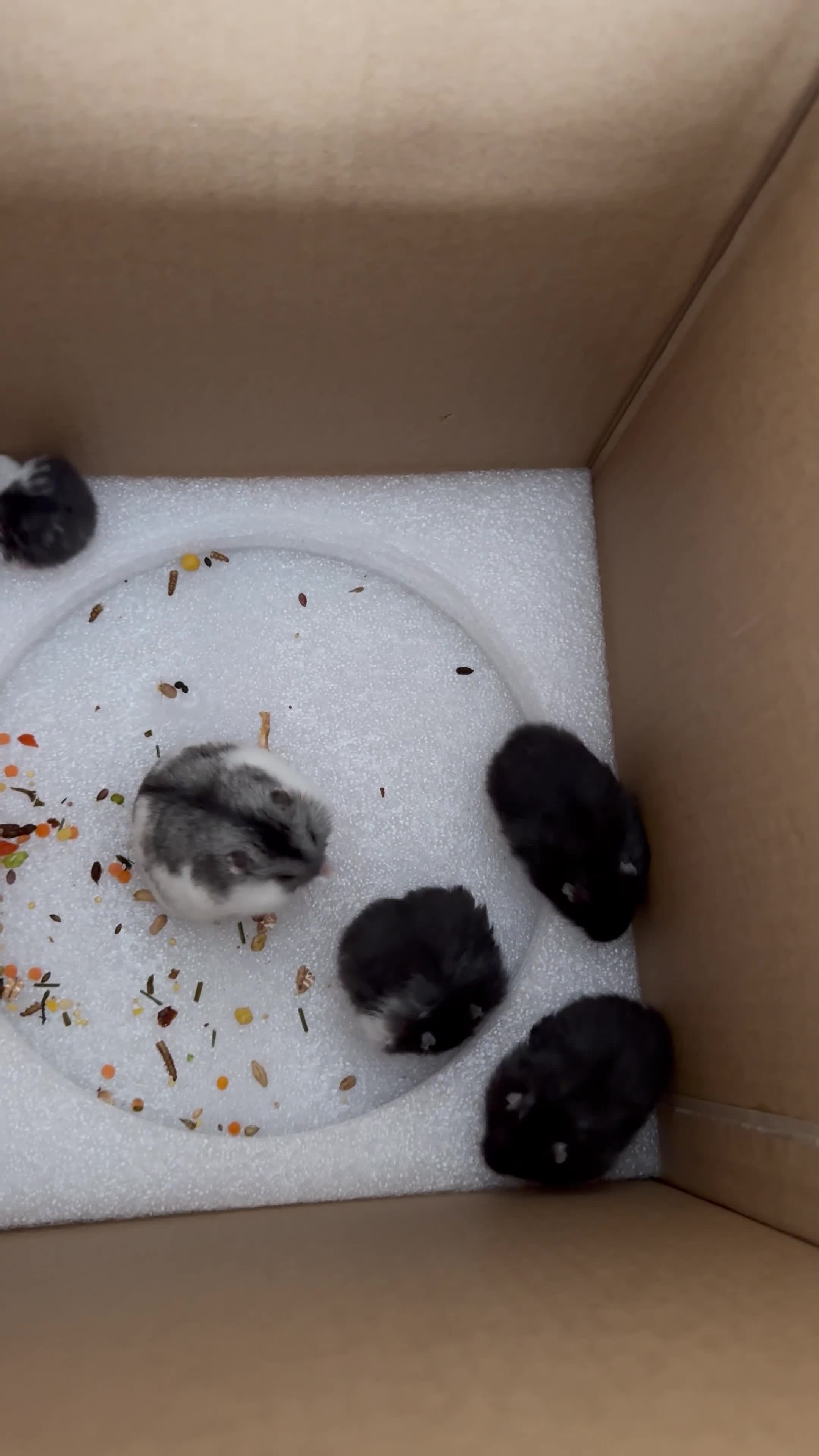 Hamster rodents for sale: Winter White Mix Litter - Video 1