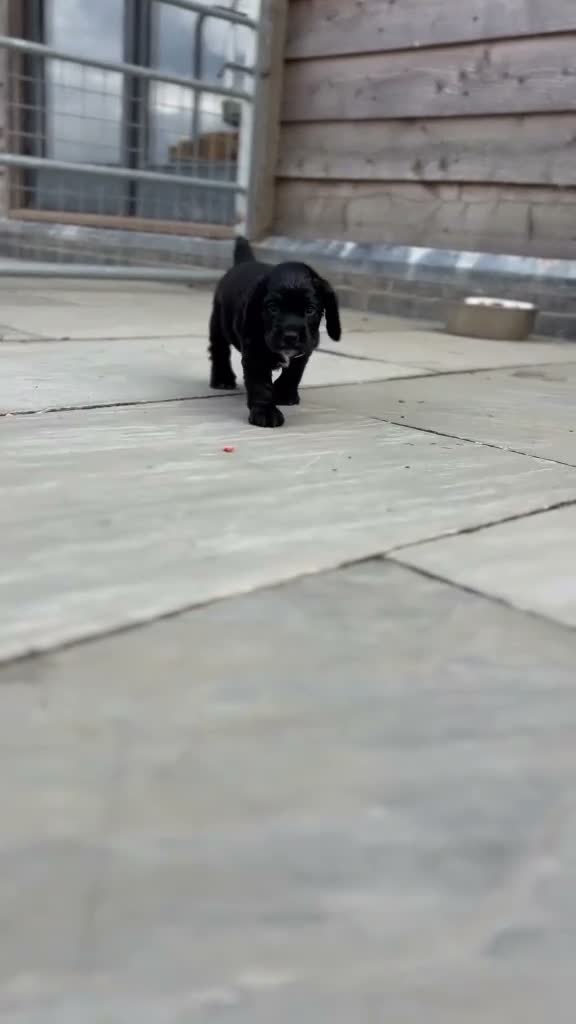 Cocker Spaniel dogs for sale: Kc reg working cocker black boy puppy ready now - Video 1
