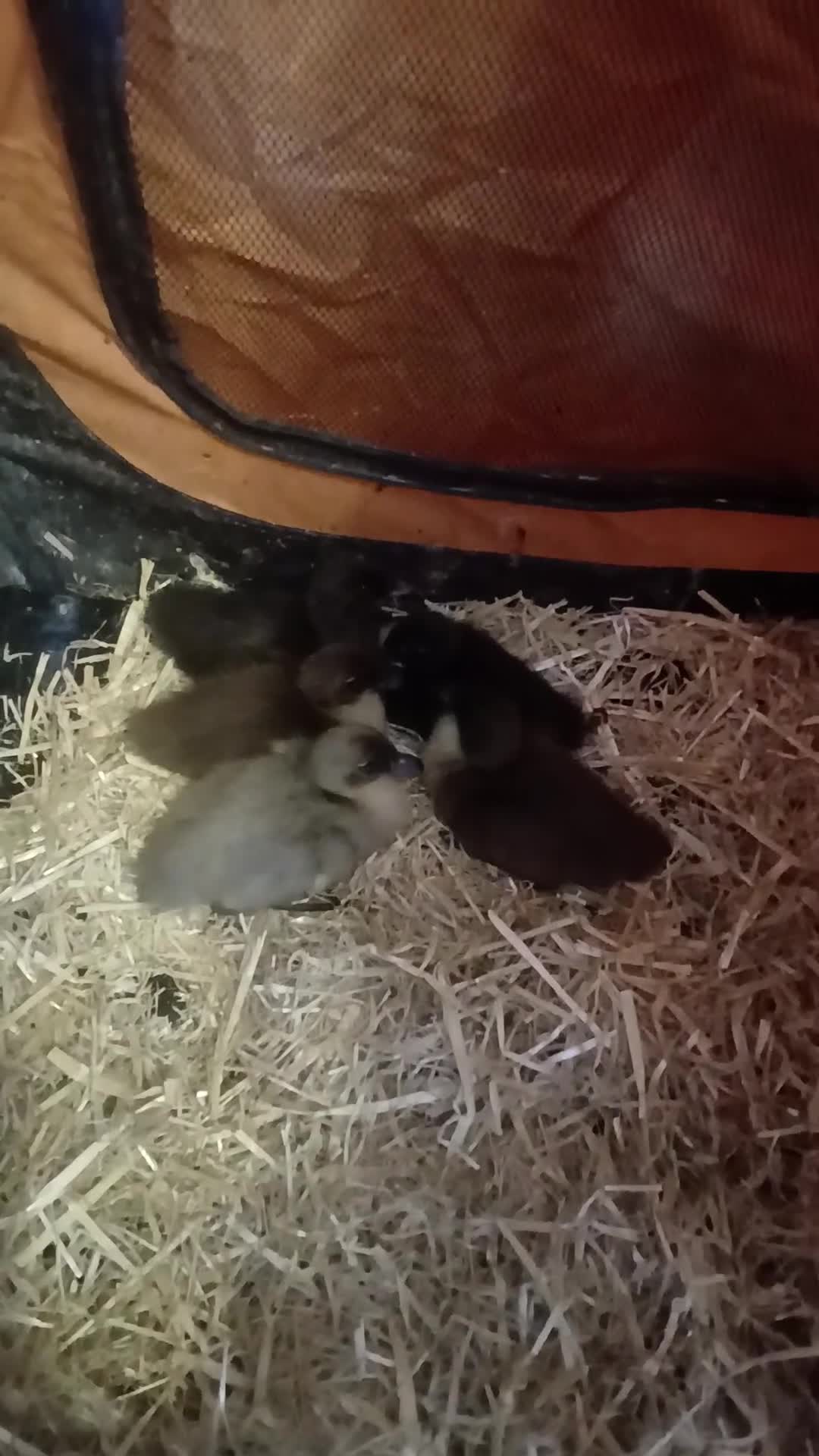 Ducks poultry for sale: Mixed bacth of Indian Runner  - Video 1