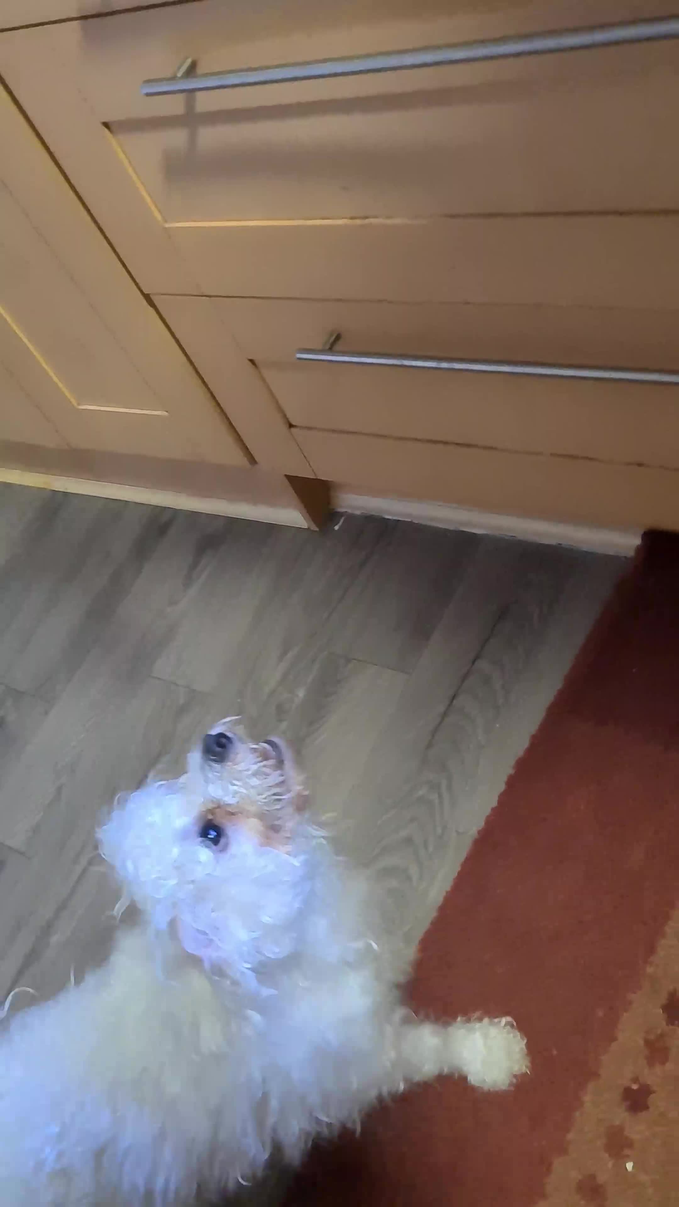 Bichon Frise dogs for sale: Very playful Bichon Frise Dog  - Video 1