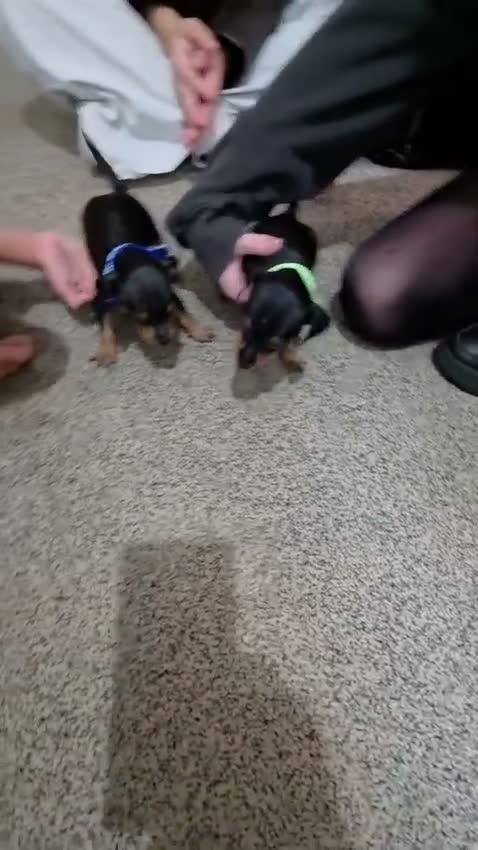 Miniature Pinscher dogs for sale: Beautiful Miniature Pinscher Puppies–4 Girls&1 boy - Video 1