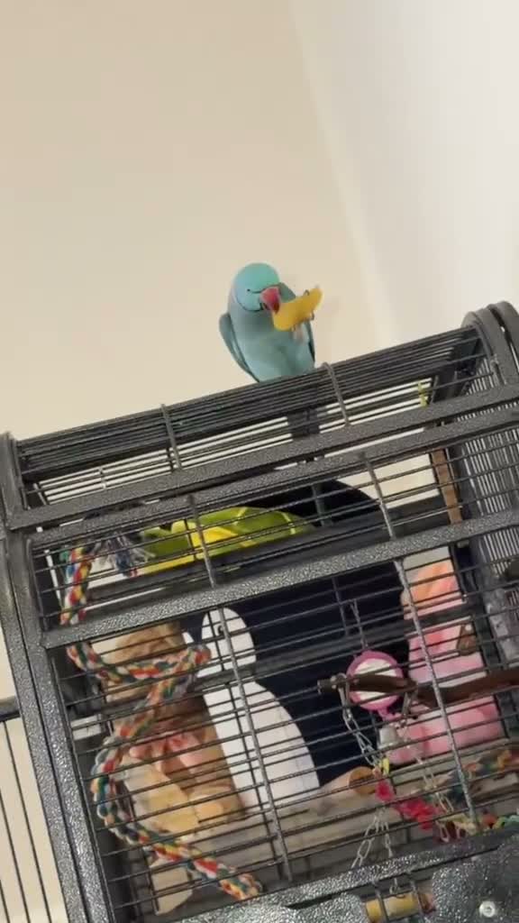 Parrots birds for sale: blue indian ringneck parrot - Video 3