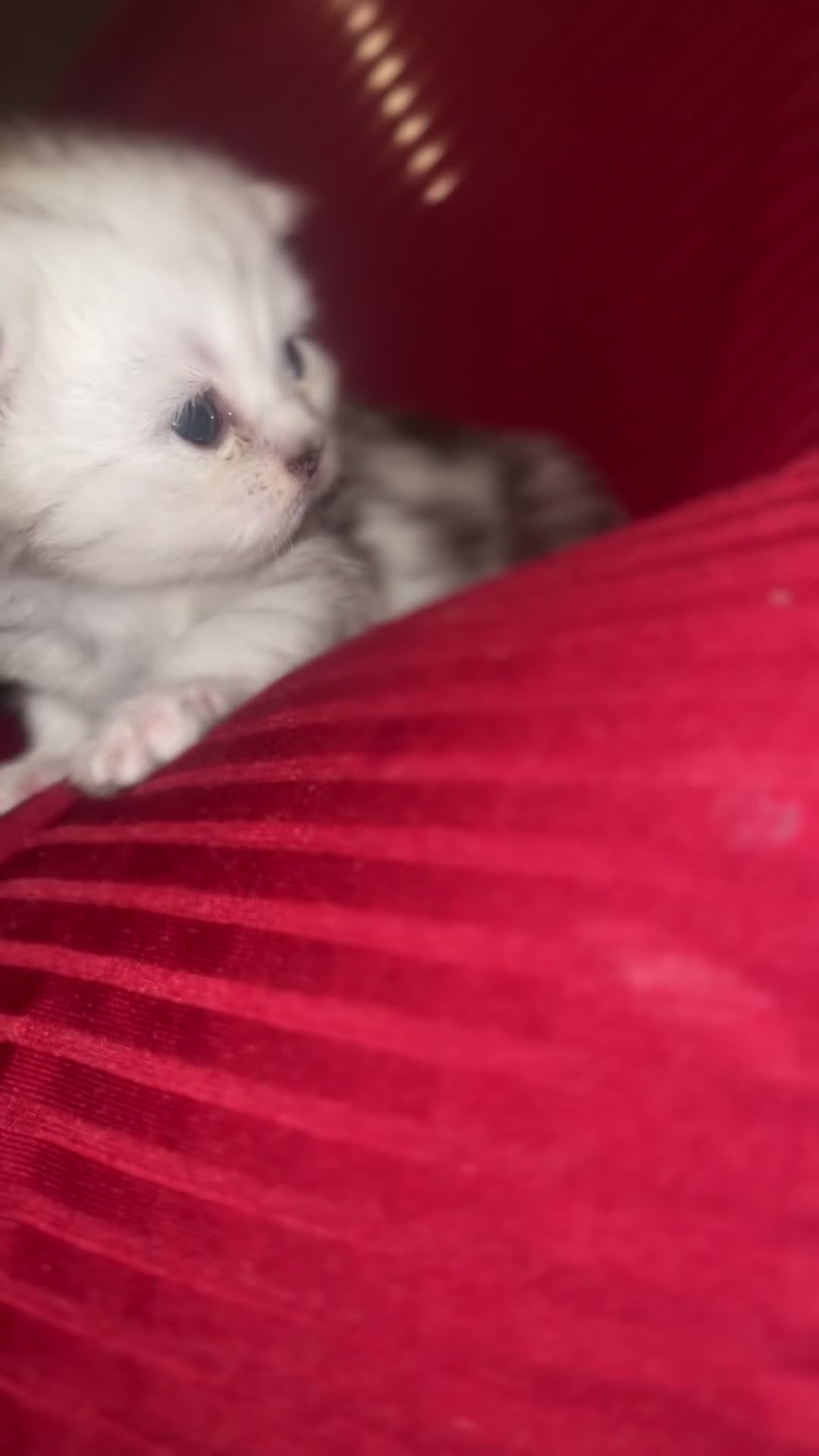 Persian cats for sale: Persian Kittens - Video 2