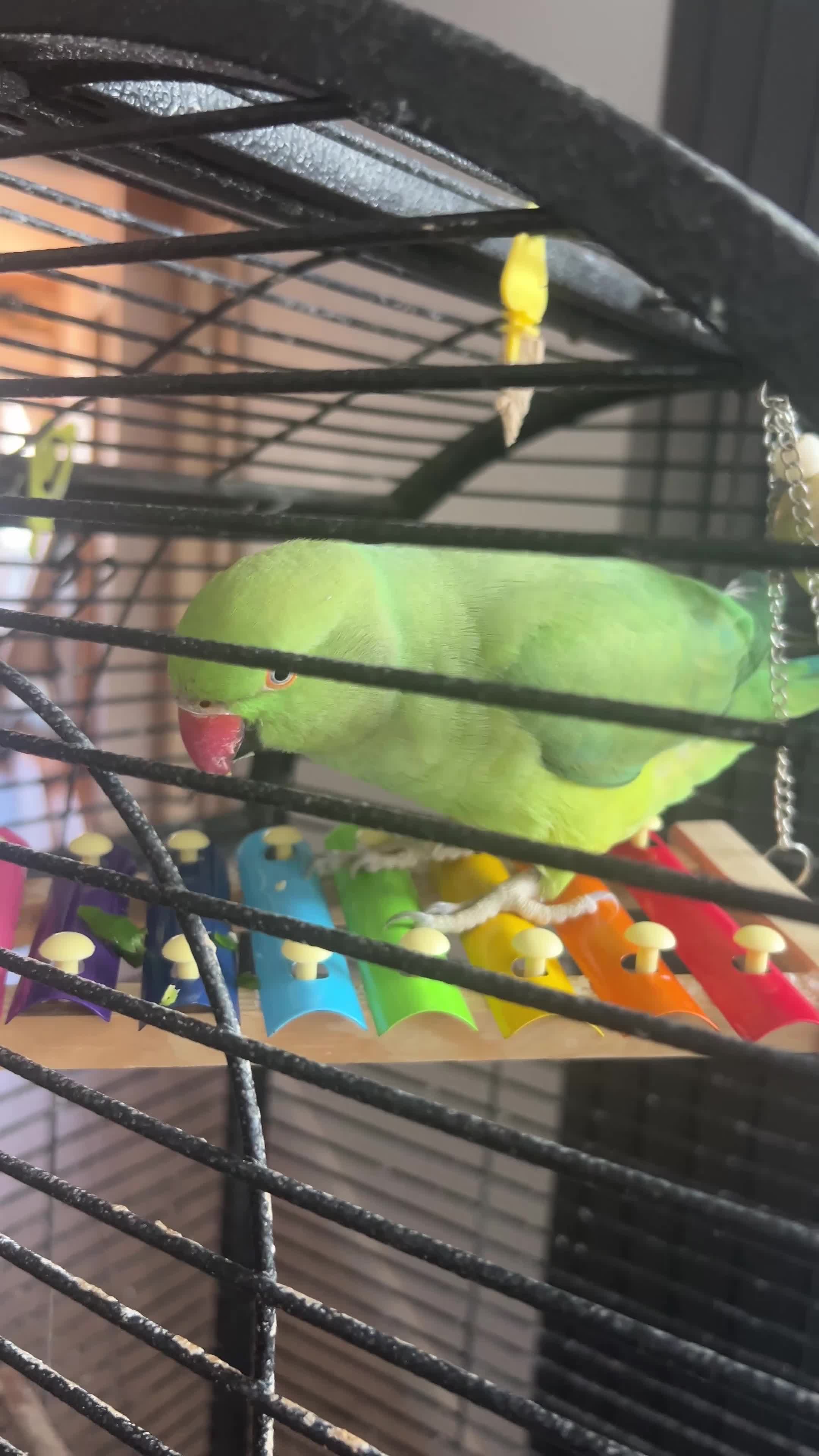 Ringnecks birds for sale: Male Ringneck - Video 1