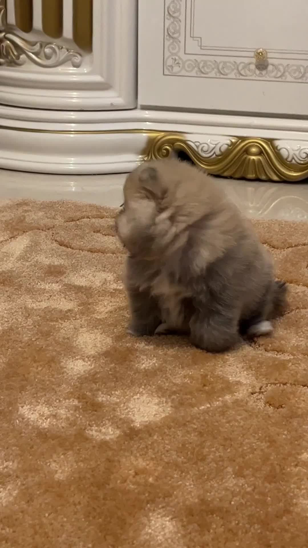Pomeranian dogs for sale: Kc Registered Pomeranian Pups - Video 1