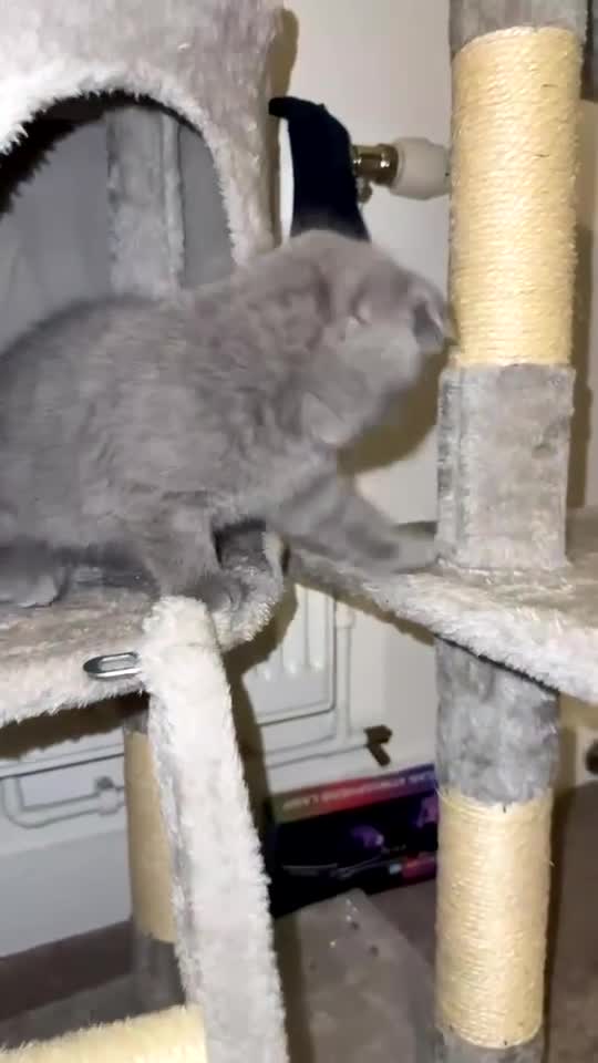 Scottish Fold cats for sale: Scottish fold kitten  - Video 1