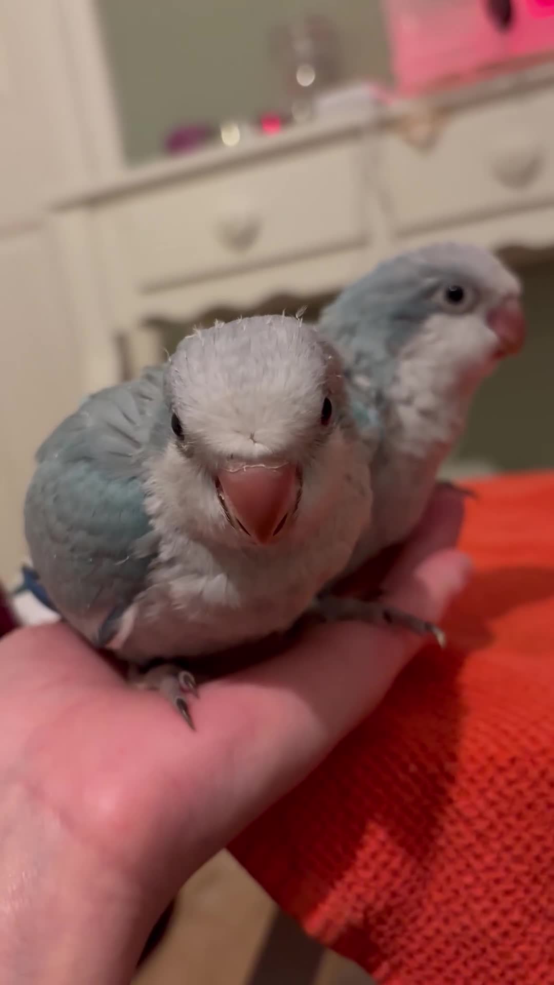 Parrots birds for sale: Silly tame Quakers looking for their forever home  - Video 1