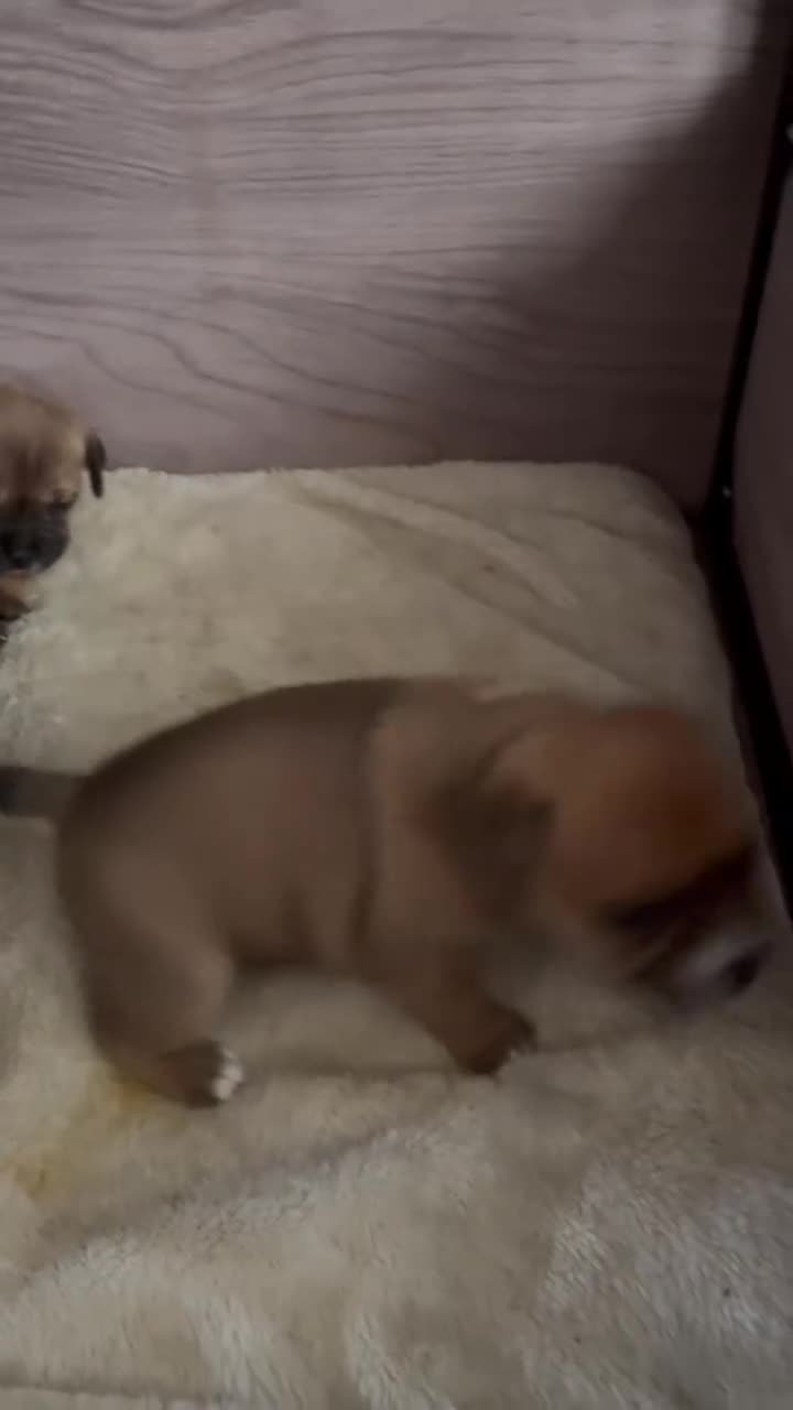 Staffordshire Bull Terrier dogs for sale: KC Staffordshire Bull Terrier in Ipswich - Video 1