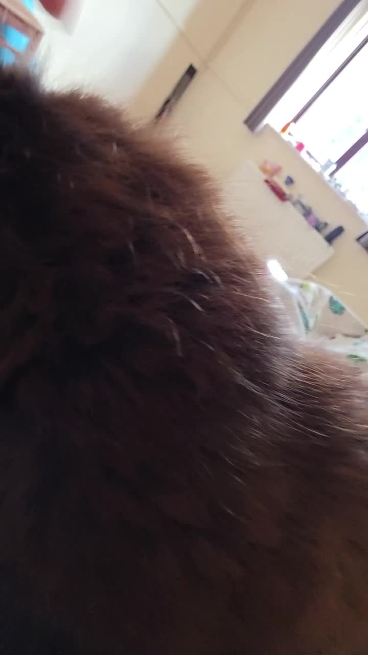 Mixed Breed cats for sale: Adorable kittens - Video 1