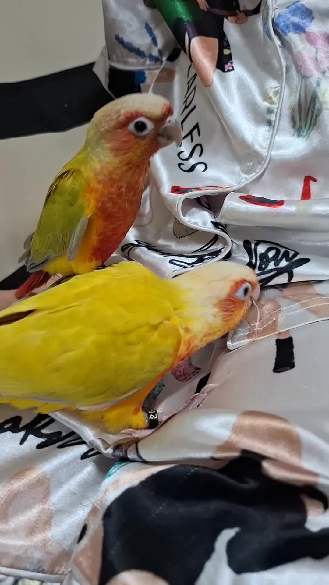 Conures birds for sale: Hand Heared Conures - Video 1