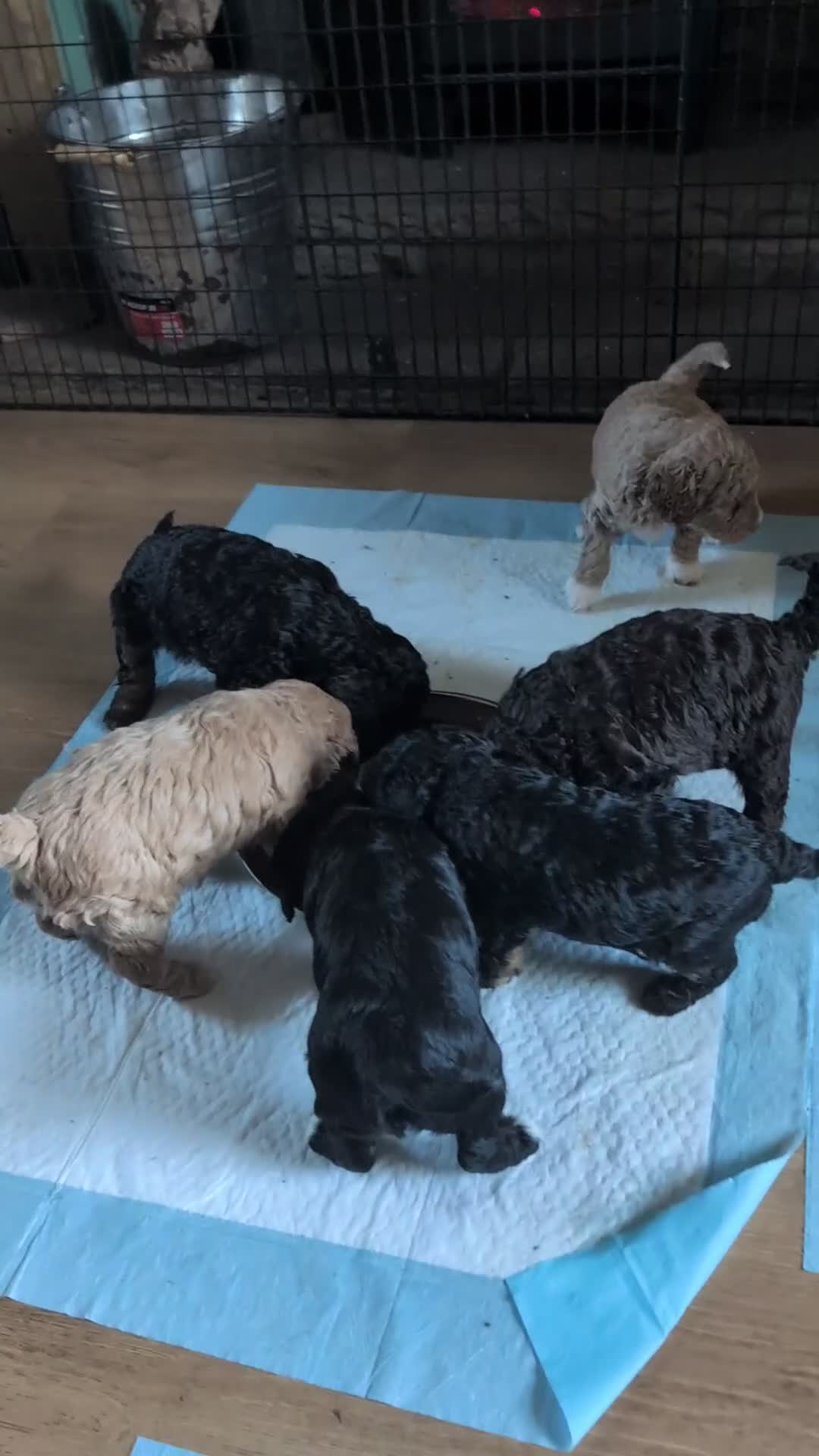 Mixed Breed dogs for sale: Stunning litter of F1B Ttoodle puppies - Video 2